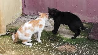 Pelea de gatos 2020 [upl. by Terrag]