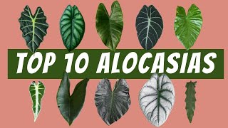 10 Easy to Find Alocasia Varieties  Polly Zebrina Black Velvet Silver Dragon Lauterbachiana [upl. by Akiehsal]