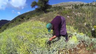 Greek mountain tea harvest [upl. by Webb]