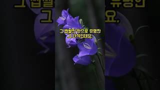 도라지의 효능 the effectiveness of bellflower [upl. by Holmen]