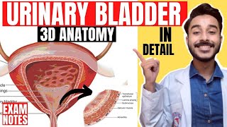 urinary bladder anatomy 3d  anatomy of urinary bladder relations  relations urinary bladder [upl. by Frangos]