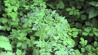 Poisonous Plants 121 Conium maculatum poison hemlock [upl. by Relyhs]