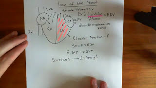 The FrankStarling Law of the Heart Part 1 [upl. by Thedrick748]