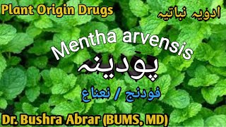 Podina پودینہ  Mentha arvensis Plant Origin Drug Introduction Unani [upl. by Dirk411]