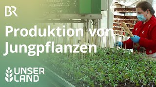 Produktion von Jungpflanzen mit HighTech Unser Land  BR Fernsehen [upl. by Busiek]