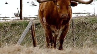 Colorado Rancher Documentary FULL [upl. by Pirbhai]