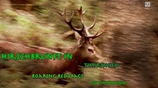 Hirschjagd in Thüringen  Roaring red stags in Thuringia [upl. by Yehc858]