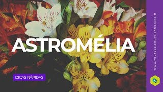 Astromélia [upl. by Arvin]