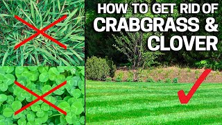 How to Get Rid of Crabgrass amp Clover in the Lawn  Weed Control Like a Pro [upl. by Sumetra]