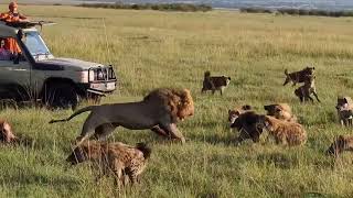 Lion King vs 30 Hyenas Rare KILL [upl. by Notsnhoj778]