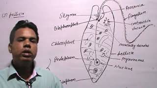 EUGLENA VIRIDISClassificationHabitat amp Structure [upl. by Hadley765]