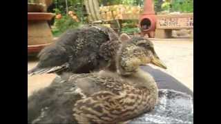 Mallard Ducklings  4 weeks [upl. by Ettenowtna]