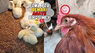 Fowl Pox agaye Sare Murgion mey 🥺💔🐥  Fowl Pox Dieases Treatment in Poultry [upl. by Janette]