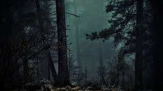 FOREST AT NIGHT  Crickets Owls Rain Wind in Trees  Relax Study Sleep DeStress 🎧 100 RELAX [upl. by Dino923]