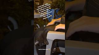 Part3 Friendliest cat of all time 🥹 Slept on our couch after this video 🥲 [upl. by Everick]