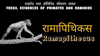 Ramapithecus  प्राइमेड तथा होमिनिड जीवाश्म साक्ष्य  Fossil Evidences of Primates and Hominids [upl. by Aizitel484]