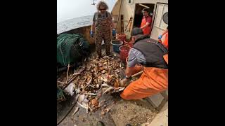 Scallop science trip highlights 2023 fishing commercialfishing scallops seafood fishingboat [upl. by Aveneg]