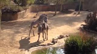 Zebra mating at LA Zoo [upl. by Gainer]