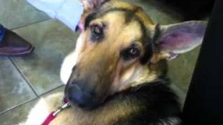 German shepherd crying [upl. by Anaic]