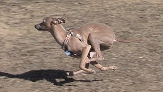 Italian Greyhound running in slow motion  Taz [upl. by Odlabu]