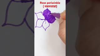 How to draw Rose periwinkle নয়নতারা drawing flowerdrawing [upl. by Nage]