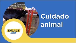 Encuentro de Vacas Lecheras en Caquetá Promoviendo el Cuidado Animal [upl. by Hedva]