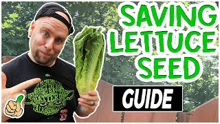 Regrow Lettuce How to Harvest amp Store Lettuce Seeds 2 Easy Ways [upl. by Tfat]