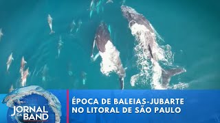 Baleiasjubarte dão show nas águas de Ilhabela no litoral de São Paulo  Jornal da Band [upl. by Shafer]