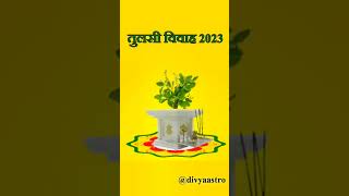 Tulsi Vivah 2023 tulsivivah तुलसीविवाह tulsivivah2023 tulsi tulsivivahkabhai तुलसी divyaastro [upl. by Anaele]