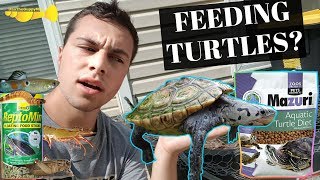 The ULTIMATE Turtle Food Guide  Turtle Basics [upl. by Aggappora515]