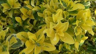 Golden Euonymus japonicus Aureomarginatus [upl. by Aynotan]