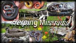 INSANE Missouri RARE Snake Hunting Day 🐍 Field Herping Glade Habitats  Coachwhip Hognose [upl. by Lizzie]