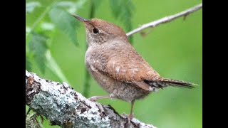 Three wrens [upl. by Bethanne]