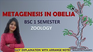 METAGENESIS IN OBELIA BSC ZOOLOGY1SEMESTER EAST EXPLAINATION AND ARRANGED NOTES BIOLOGYWITHJAGRITI [upl. by Nawed980]