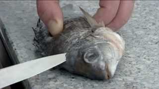 How to fillet a Sea Bream  214 [upl. by Lansing]