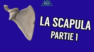 La Scapula  Partie 1 [upl. by Atinnor]