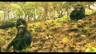 Chimpanzee  Oscars Chimp Diaries Part 2  HD [upl. by Itsirk]