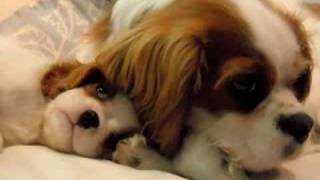 Two Cavalier King Charles Spaniels Are Better Than One [upl. by Emmalynn]