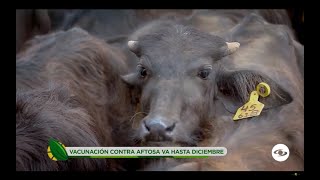 Segundo ciclo de vacunación contra la fiebre aftosa y brucelosis bovina en Colombia La Finca de Hoy [upl. by Anisor32]