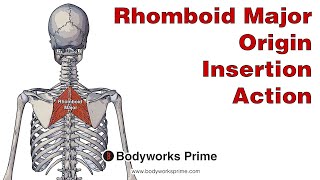 Rhomboid Major Anatomy Origin Insertion amp Action [upl. by Inattyrb588]