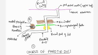 ANATOMY  HEAD AND NECK  PAROTID GLAND  COURSE OF PAROTID DUCT [upl. by Ahseet]