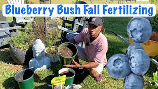 Blueberry Bush Fall Fertilizing garden gardening [upl. by Keyte283]