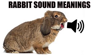 13 Sounds Rabbits Make and What They Mean [upl. by Millan]