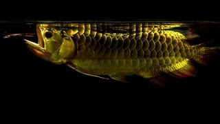 24K Crossback Arowana  A Very Beautiful amp Playful Momentmov [upl. by Eriuqs]