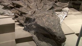 Wellpreserved dinosaur unearthed in Canada gets name backstory [upl. by Walliw]