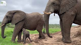 The Amazing Moment Elephant Orphan Phabeni Meets Bulls Sebakwe amp Somopane [upl. by Alodee142]