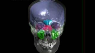 Human skull with brain endocast paranasal sinuses tympanic sinus [upl. by Initof]