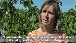 How to make wine  from grape to bottle at Chateau Ladesvignes Monbazillac Dordogne [upl. by Nilesoy]