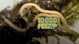 A Multitude of Myriapods  HowFascinating ep14 [upl. by Kuhn793]