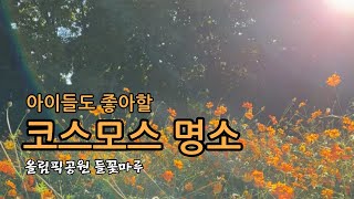 아이들과 가기 좋은 코스모스 명소 올림픽공원 들꽃마루 [upl. by Nevaed]